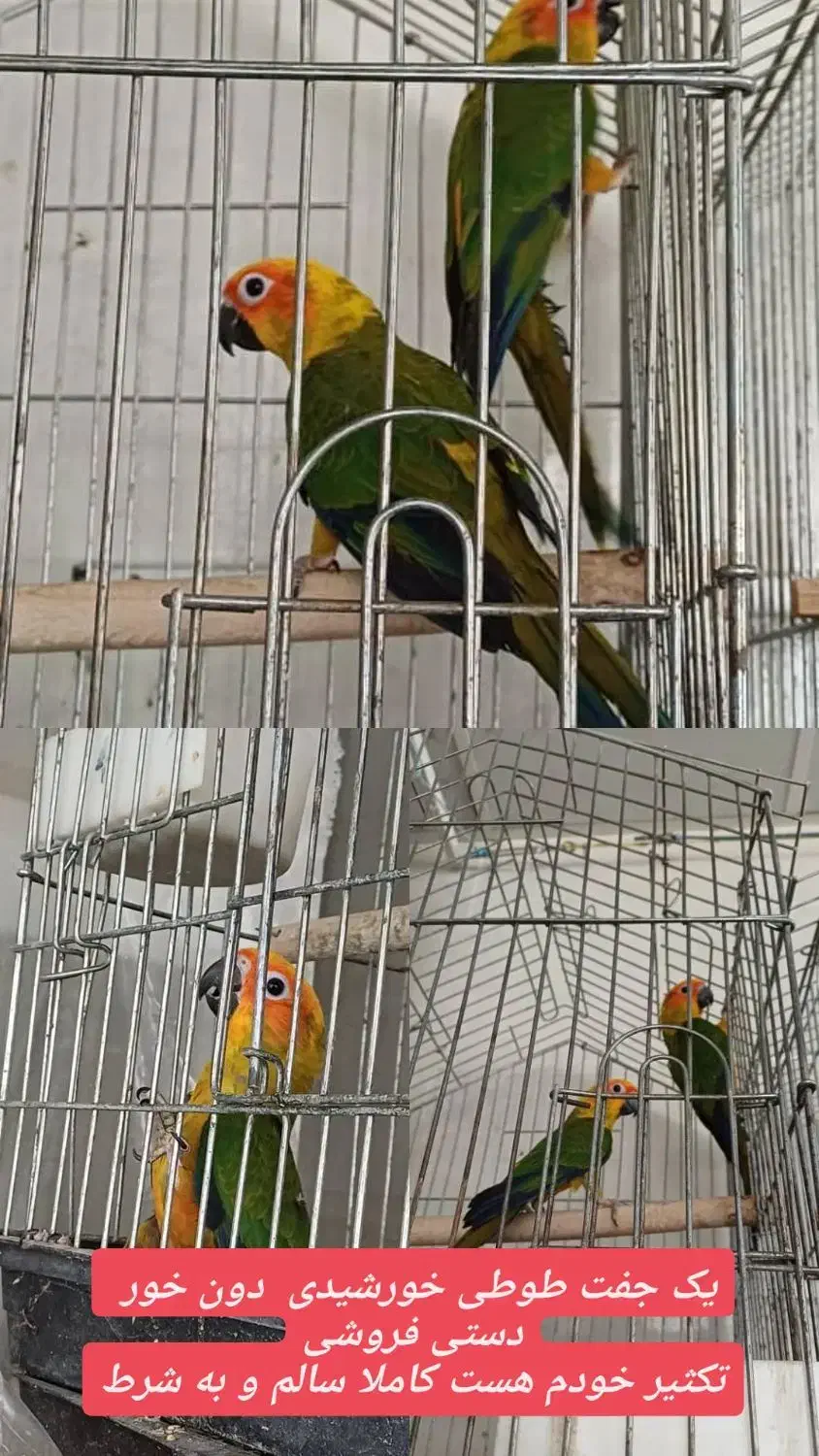 یک جفت طوطی خورشیدی نر رام پرورش خانگی|پرنده|بهارستان, |دیوار