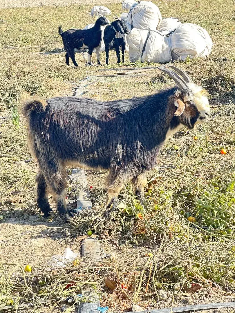 کهره نر|حیوانات مزرعه|درودزن, |دیوار