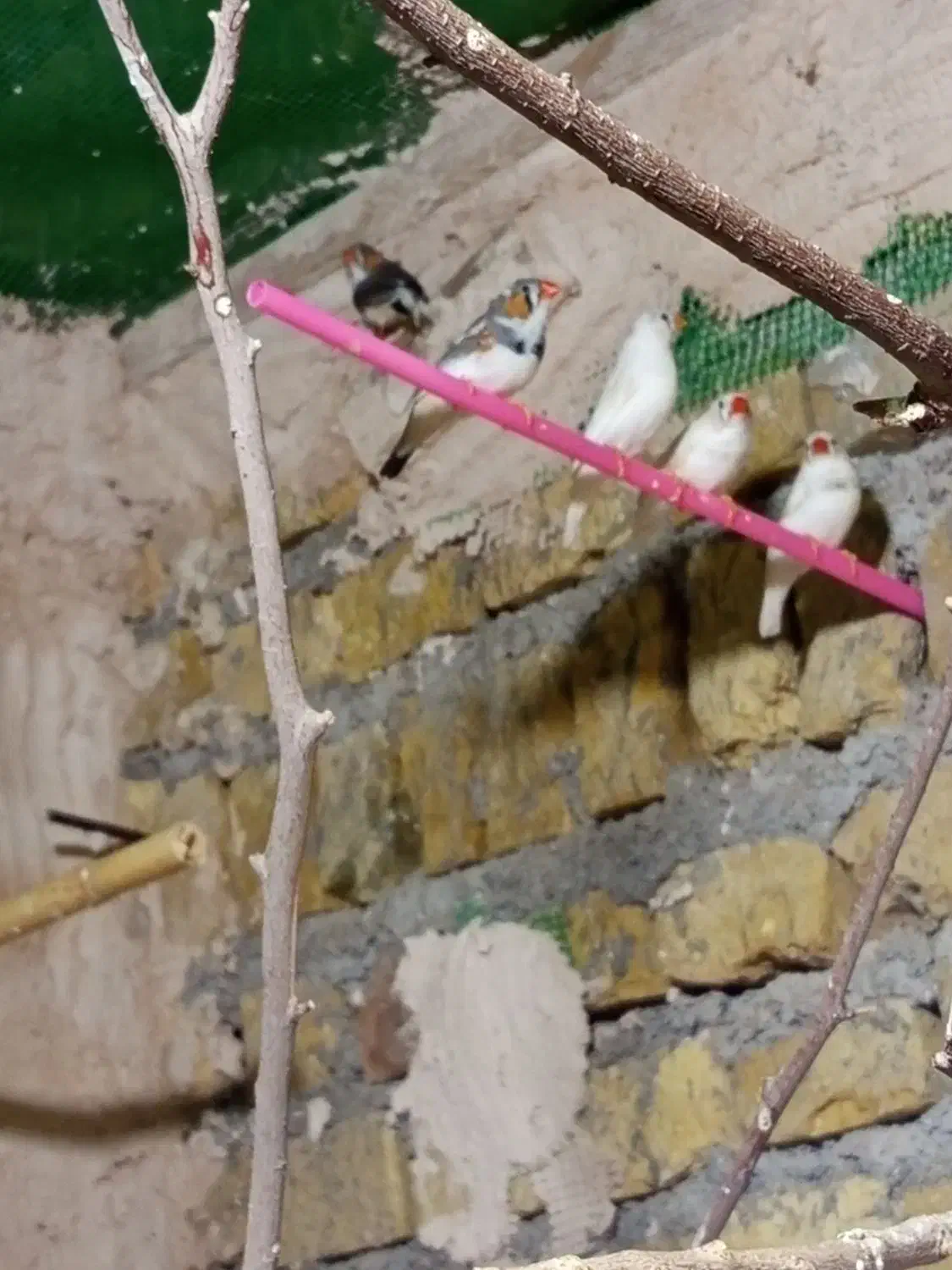 فنج|پرنده|یزد, |دیوار