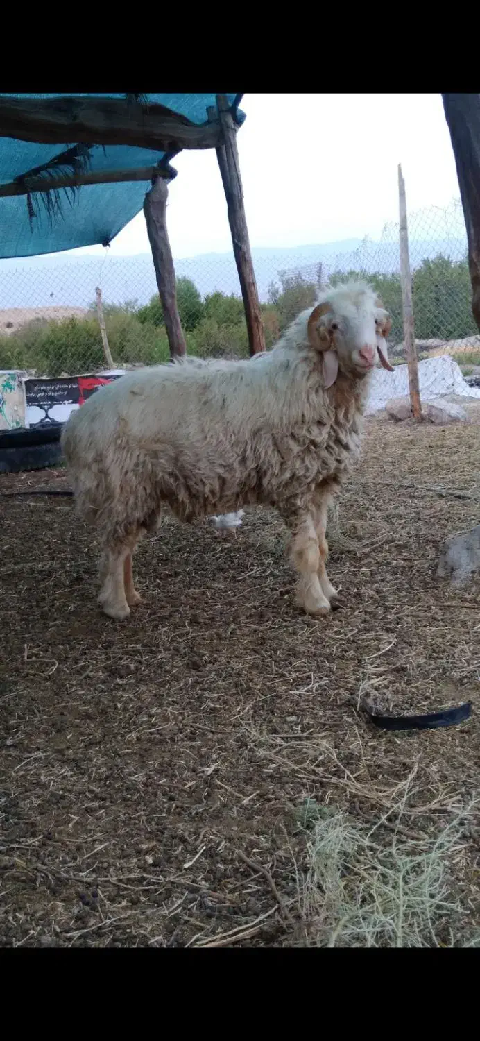 بره قوچ بختیاری اصل اصل میش رون کیلوی و روپا|حیوانات مزرعه|داراب, |دیوار