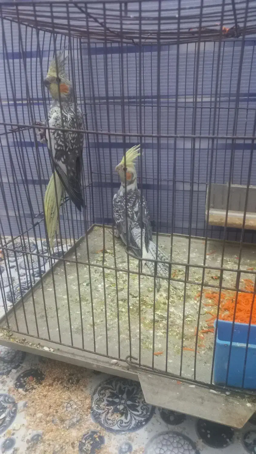 عروس پاریس یا هلندی|پرنده|کارون, |دیوار