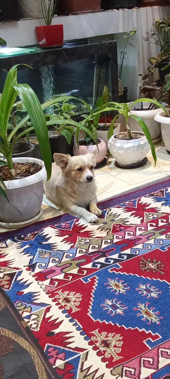 سگ پامر روباهی فوق حرف گوش کن|سگ|اصفهان, اشکاوند|دیوار