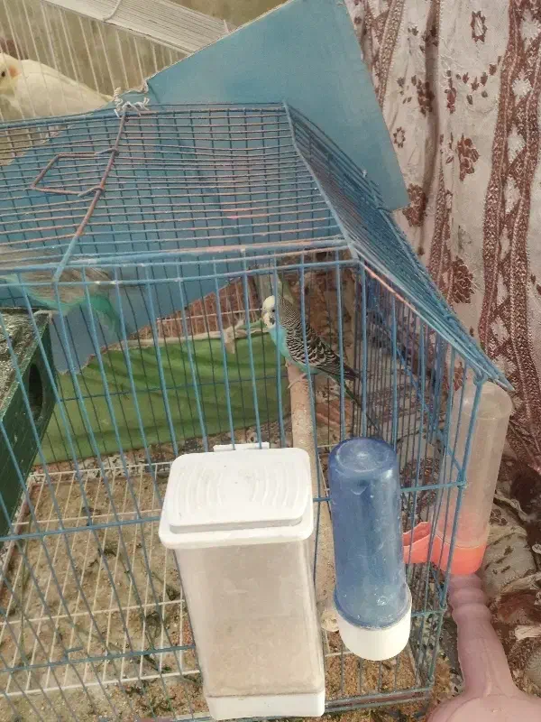 مرغ عشق|پرنده|بمپور, |دیوار