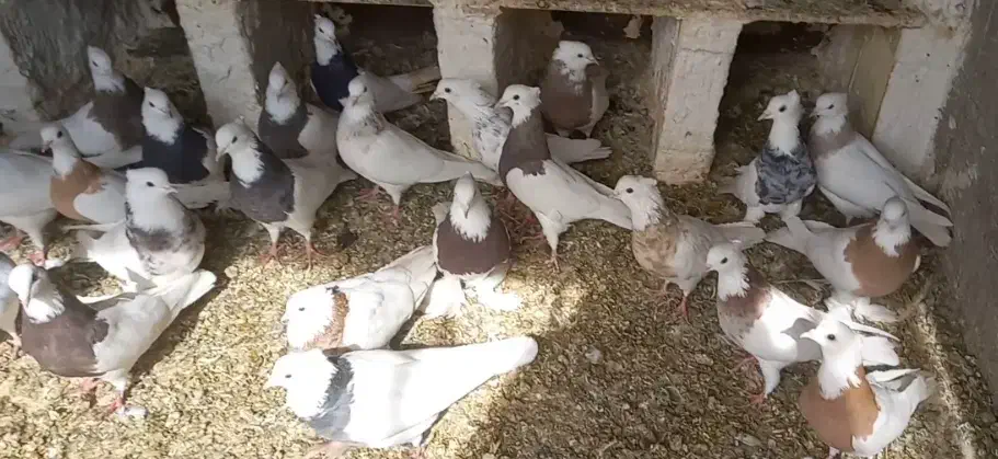 طوقی پاپر، پالخت|پرنده|مبارکه, |دیوار