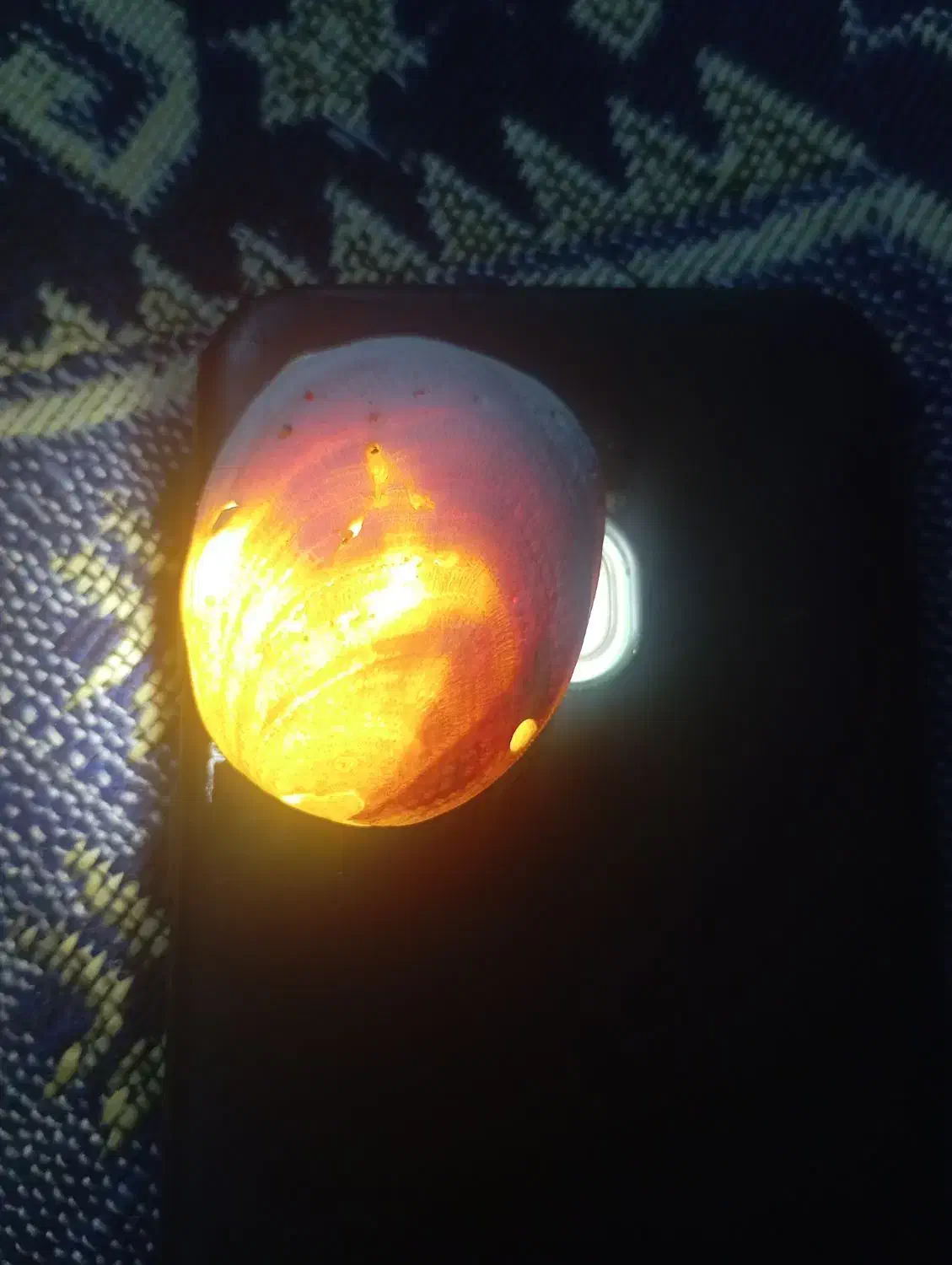 فسیل های قیمتی|کلکسیون اشیاء عتیقه|همدان, |دیوار