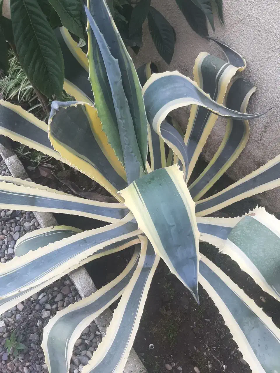 اکاو|گل و گیاه طبیعی|خمام, |دیوار