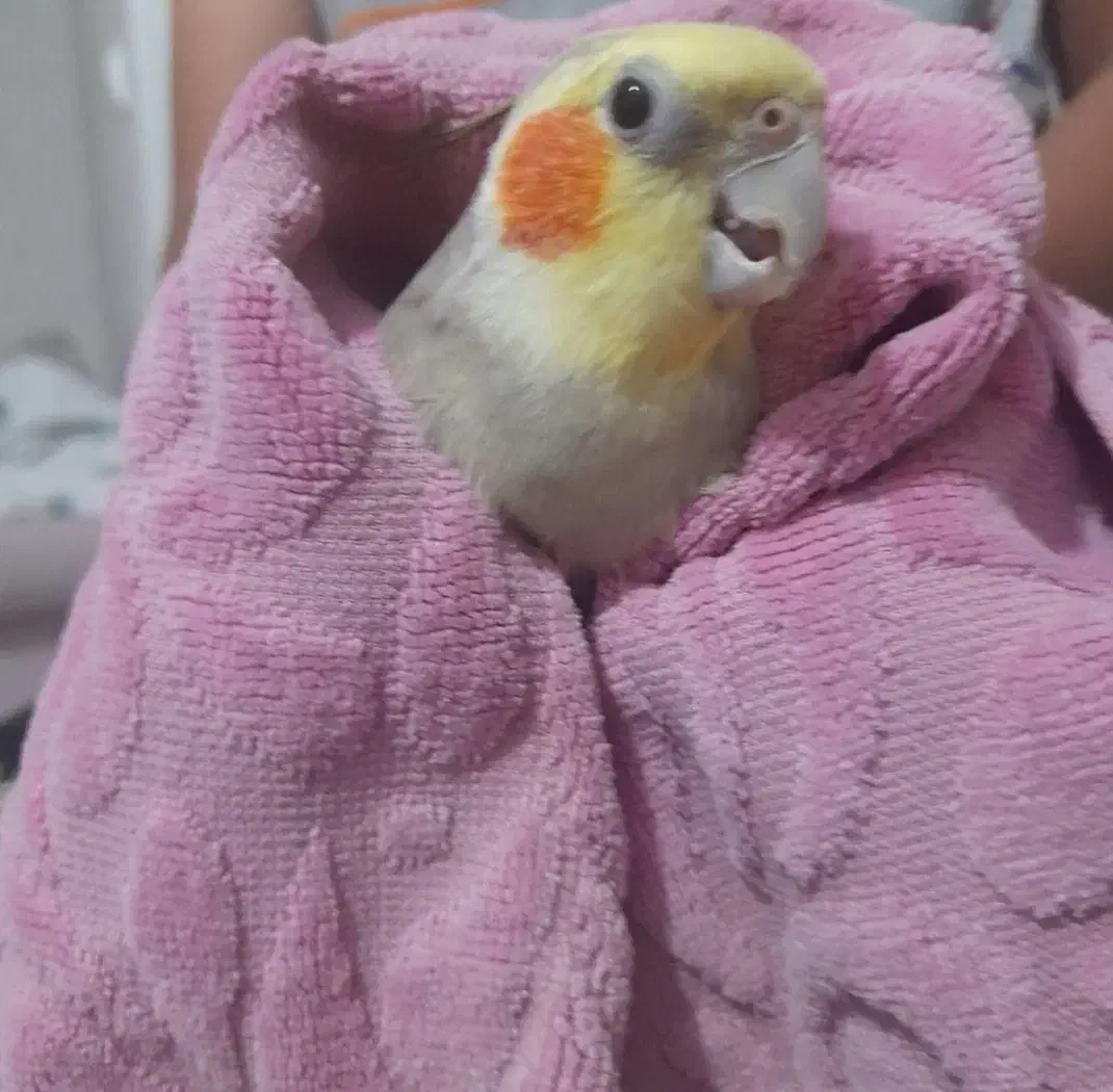 فروش یک جفت عروس هلندی مولد و ۲تا جوجه نر ۸ ماهه|پرنده|فردیس, شهرک هفده شهریور|دیوار