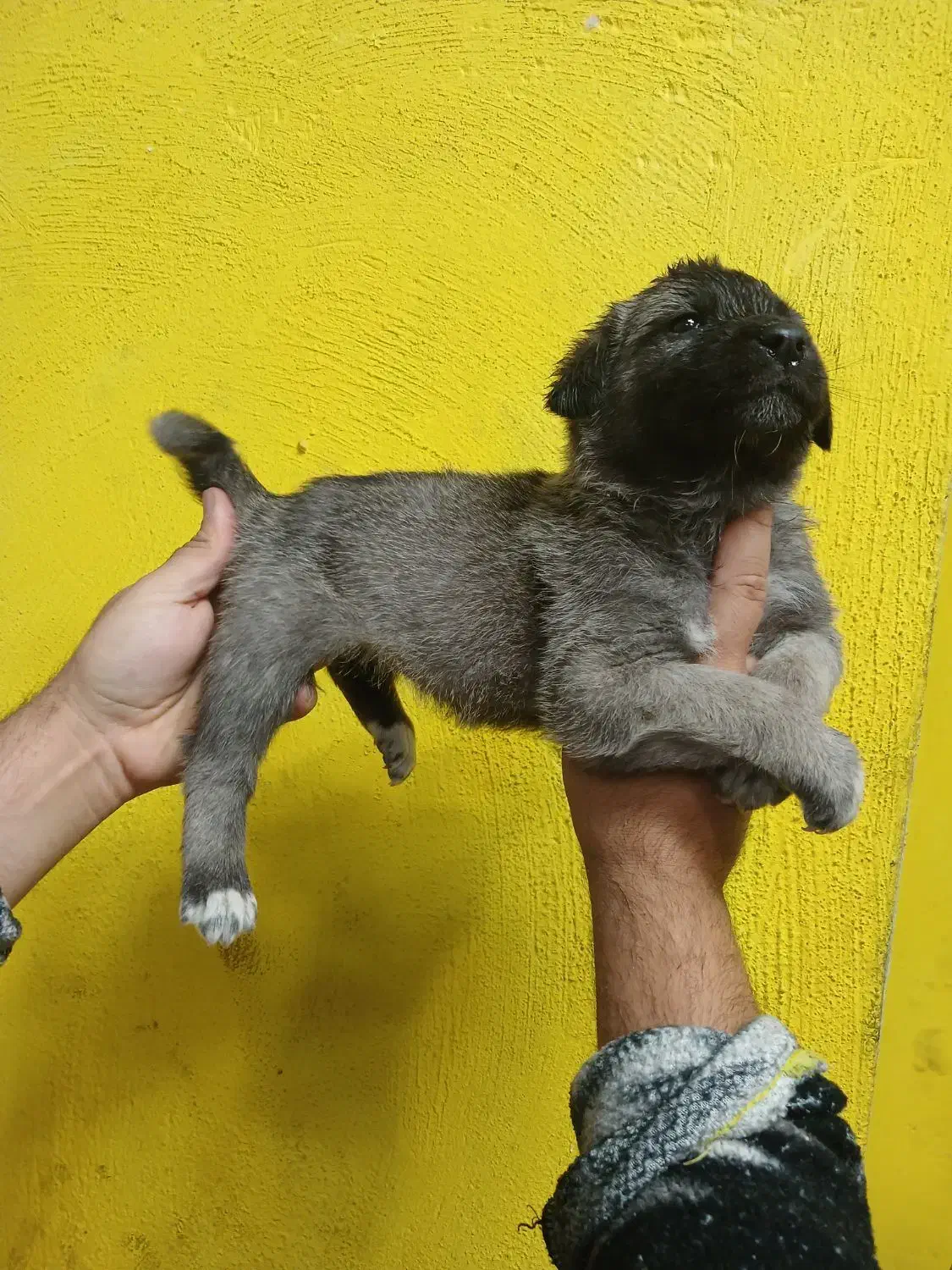 واگذاری سگ سرابی|سگ|رباط‌کریم, رباط‌کریم|دیوار