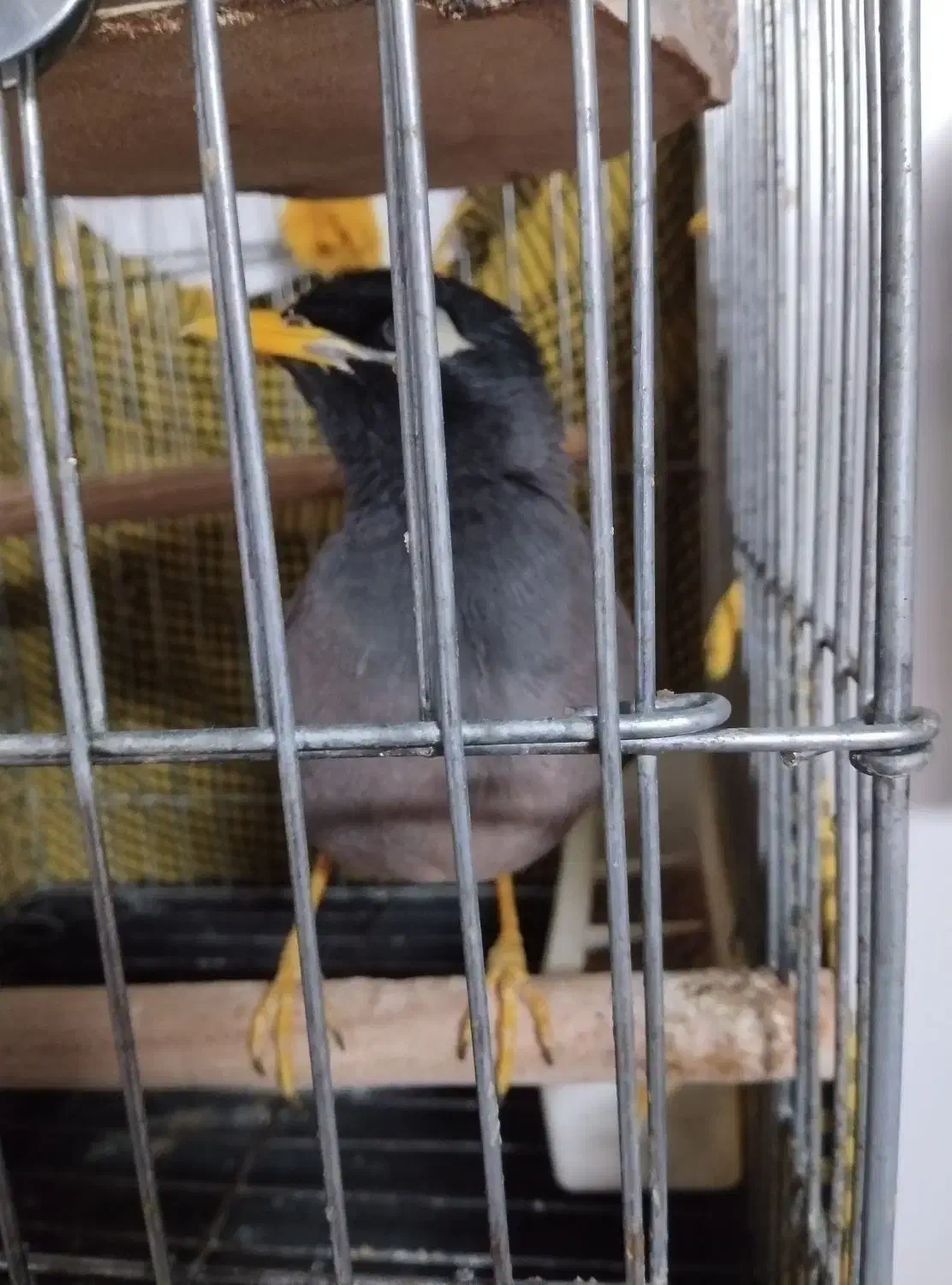 مینا اهلی  نر 2500با قفس|پرنده|فردیس, شهرک ناز|دیوار