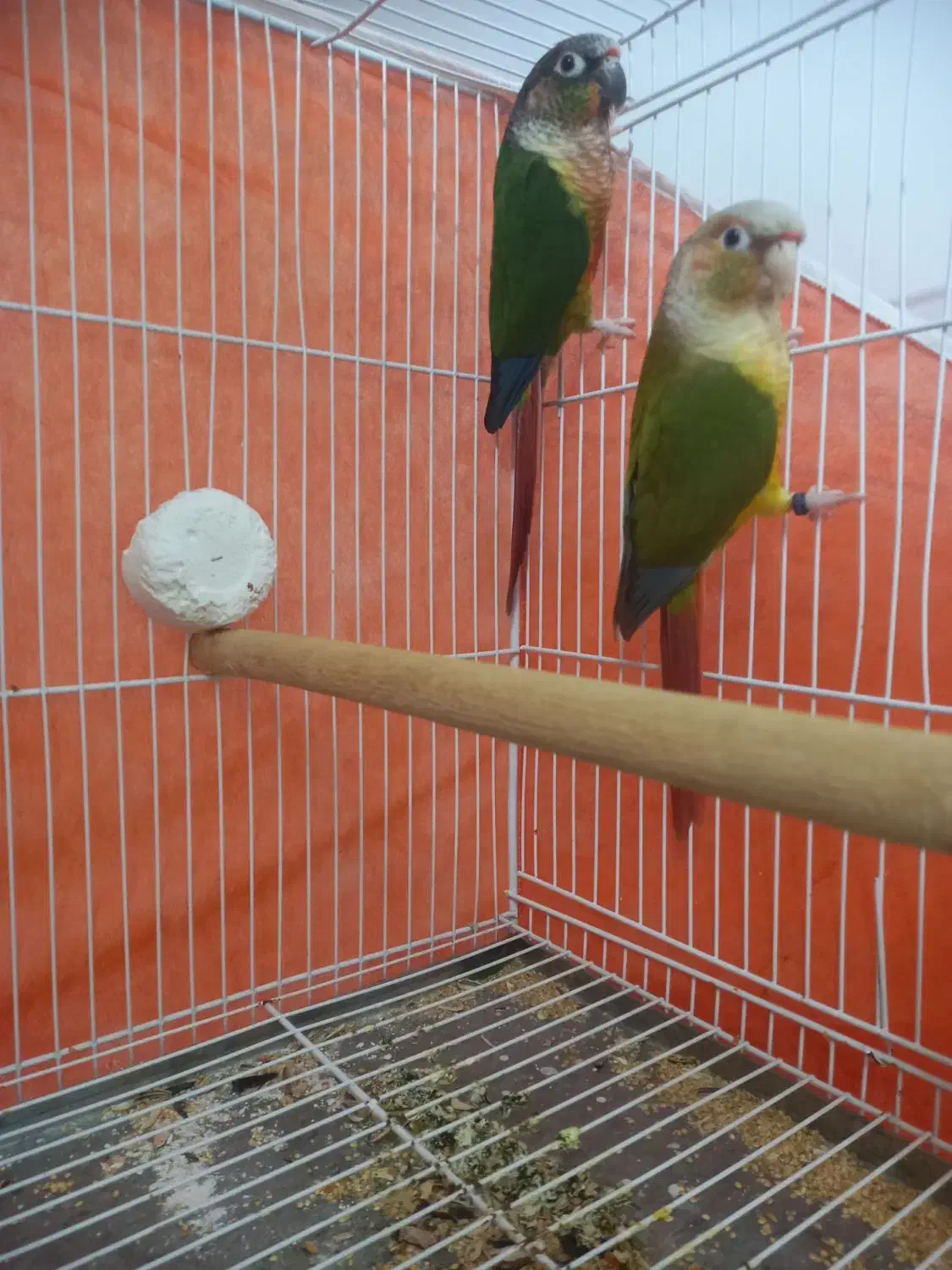 جفت نرو ماده گرینچیک|پرنده|تربت‌حیدریه, یحیی آباد|دیوار