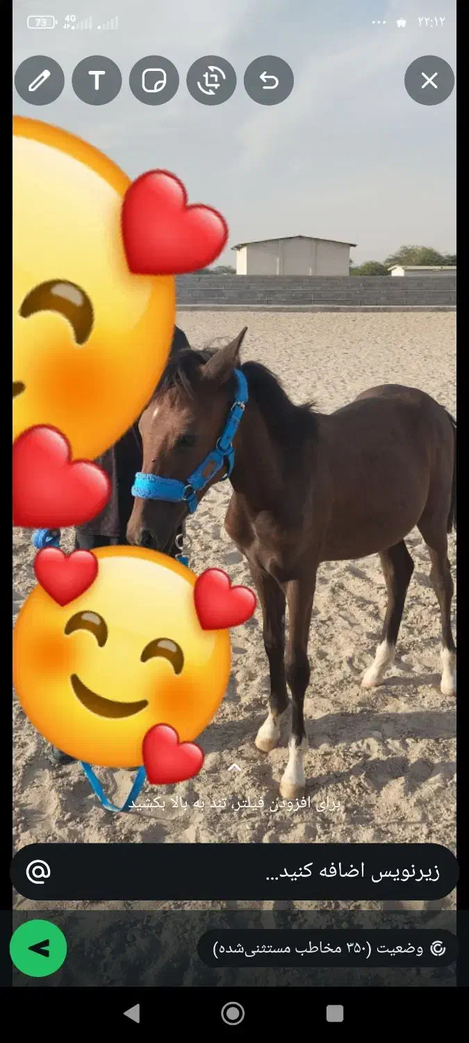 فروش کره اسب 8ماهه|اسب و تجهیزات اسبسواری|بندرعباس, |دیوار