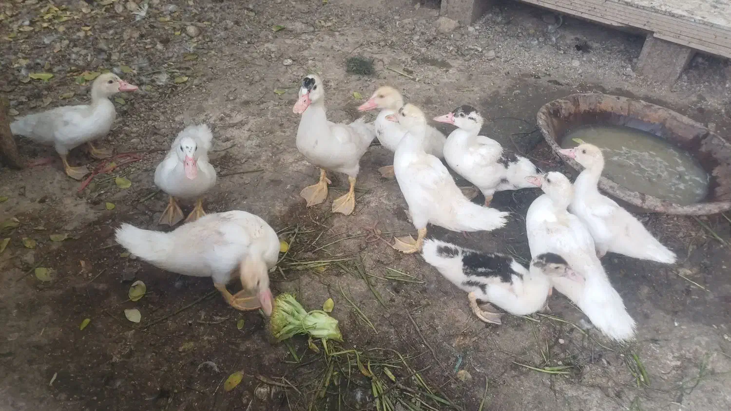 جوجه سیکا ۴۵ روزه و ۷ روزه|حیوانات مزرعه|برازجان, |دیوار