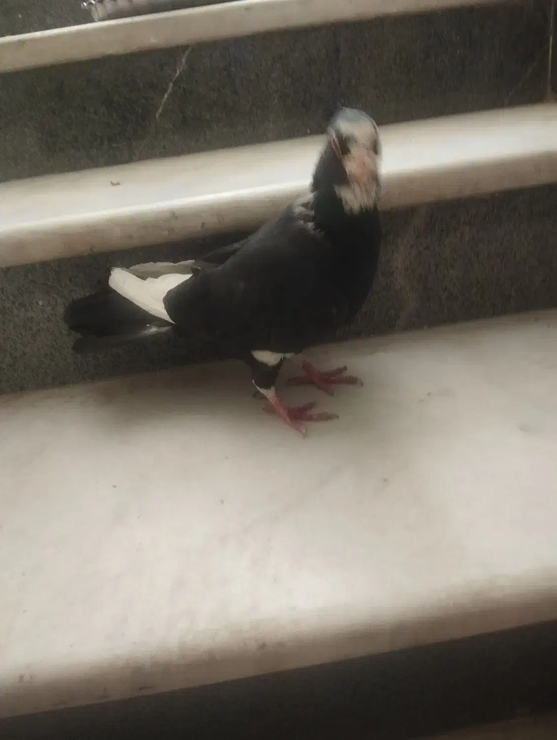 نر پلنگ سیاه کاکل تر تمیز 8*8|پرنده|زاهدان, |دیوار