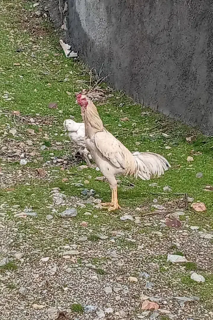 خروس لاری|حیوانات مزرعه|مریوان, |دیوار