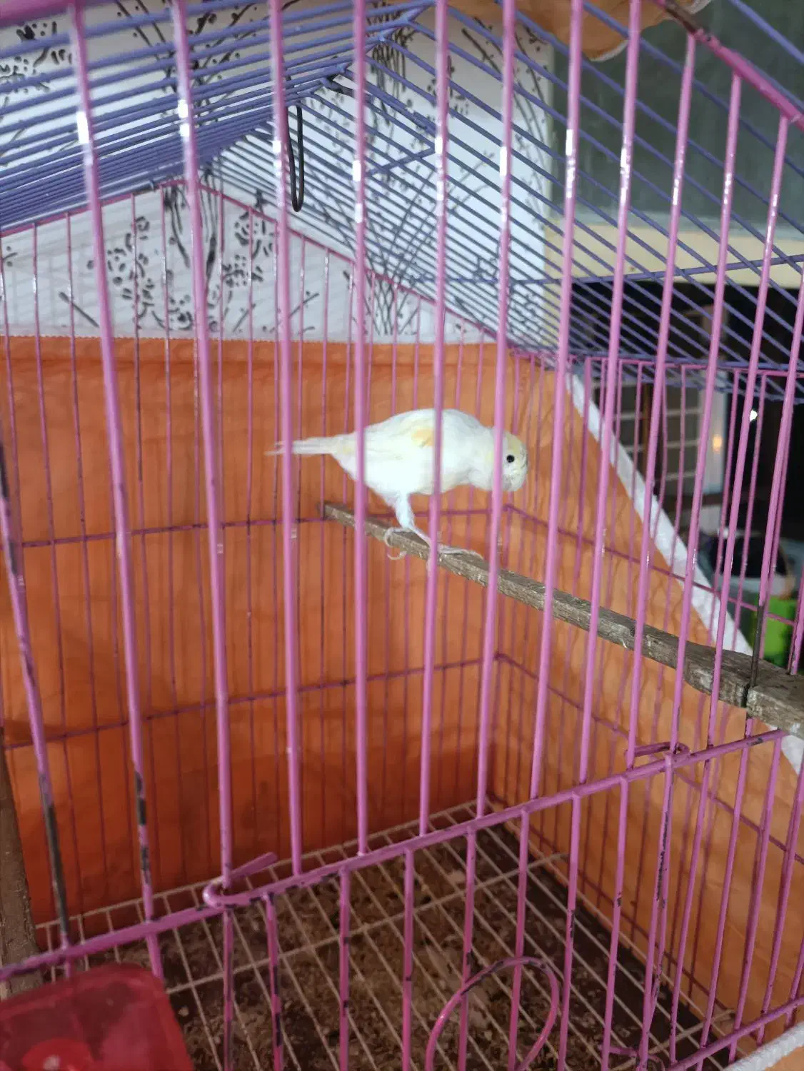 قناری ماده|پرنده|مسجد سلیمان, |دیوار