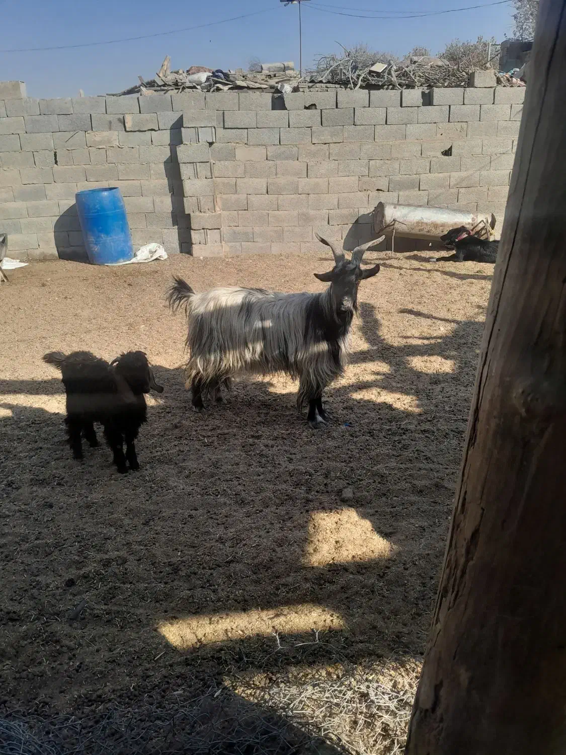 ۳تابز جوان|حیوانات مزرعه|خمینیشهر, |دیوار