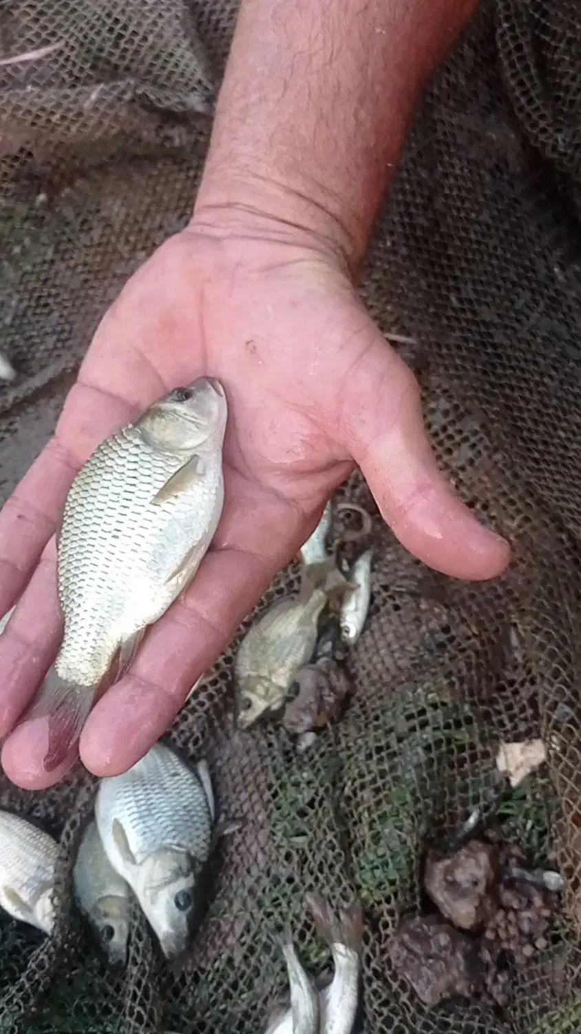 فروش ویژه بچه ماهی|ماهی|قائم‌شهر, |دیوار