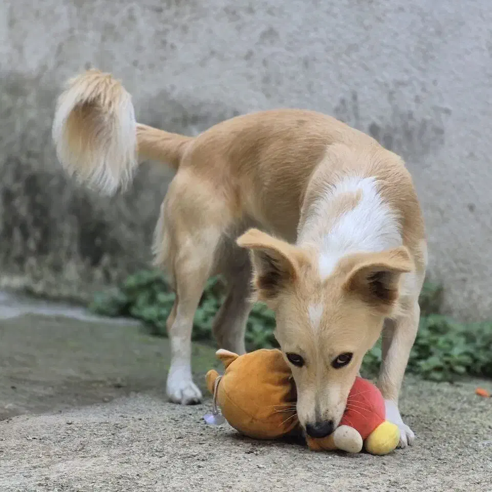 واگذاری رایگان سگ ۱ ساله|سگ|بابل, |دیوار