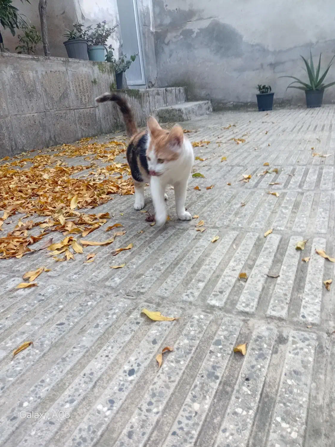 گربه کالیکو|گربه|گرگان, |دیوار