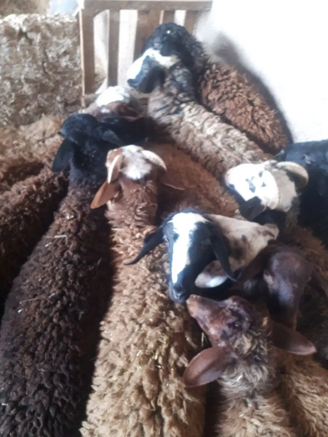 بره نر|حیوانات مزرعه|تاکستان, |دیوار