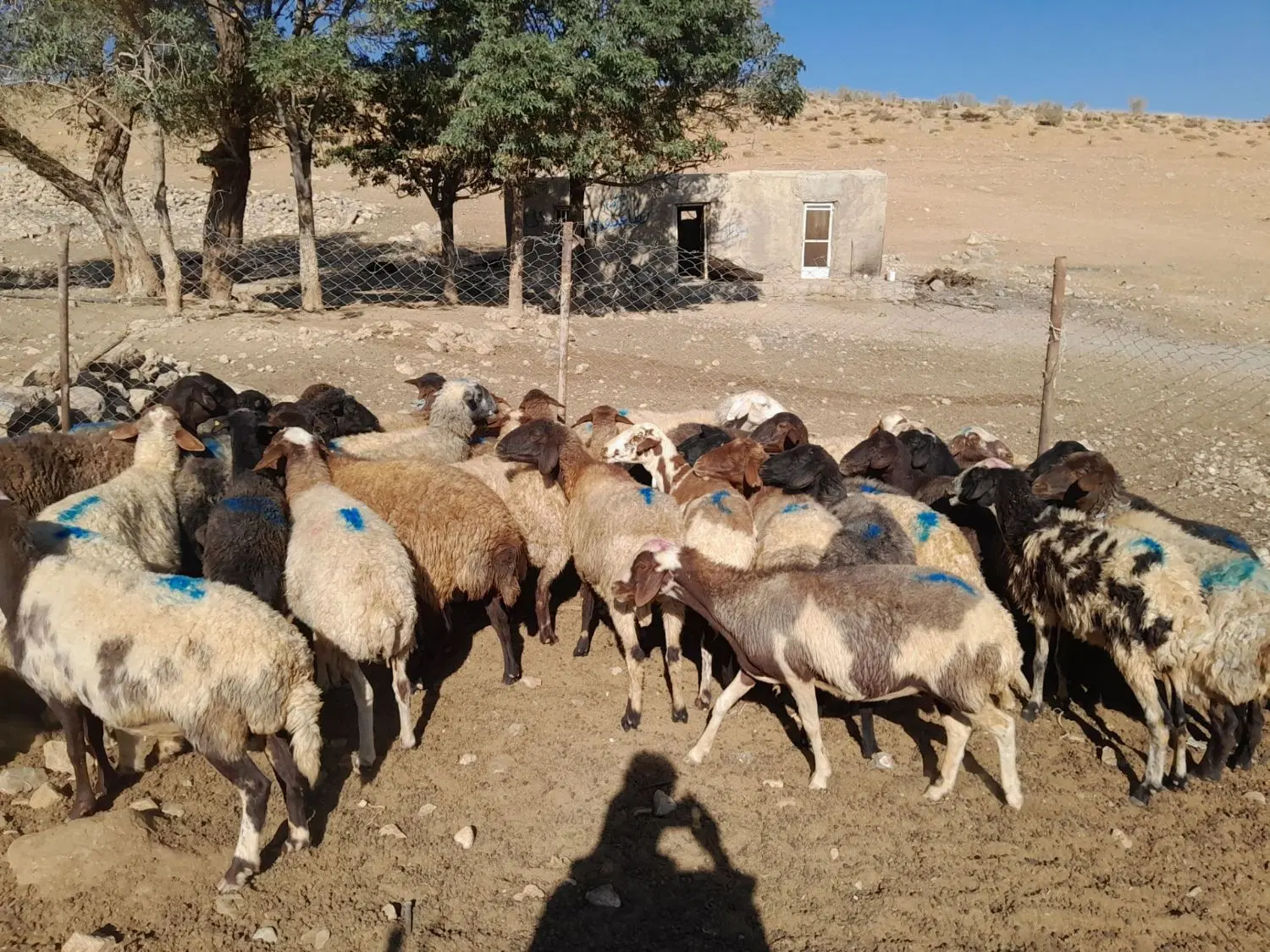 میش|حیوانات مزرعه|عسگران, |دیوار