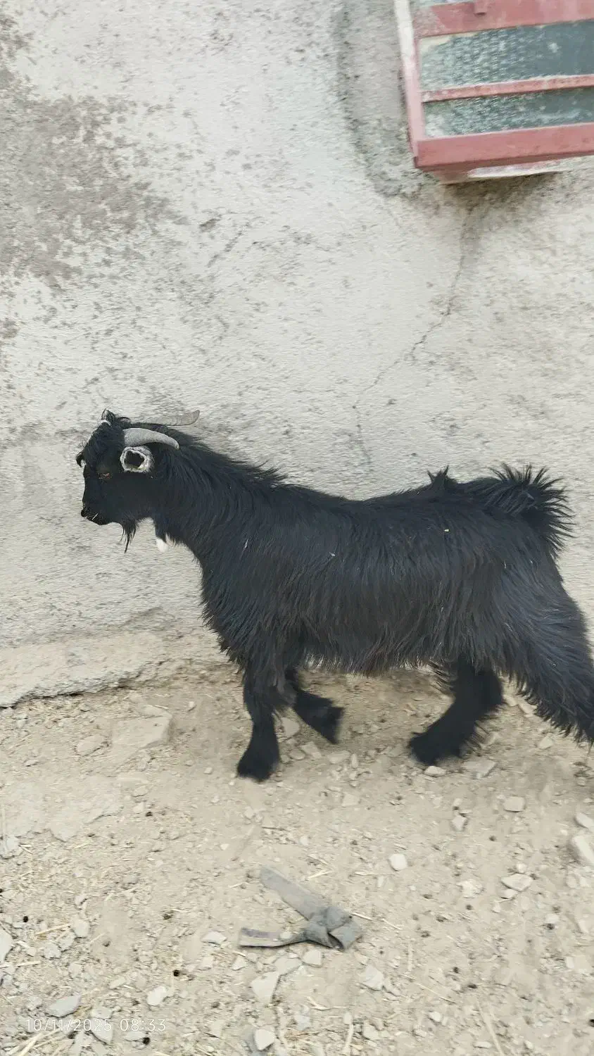 تروشت کوه|حیوانات مزرعه|نسکند, |دیوار