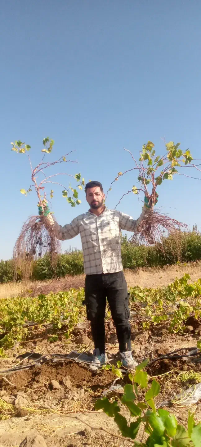 نهال انگور همه رقم|خدمات باغبانی و درختکاری|ملایر, |دیوار