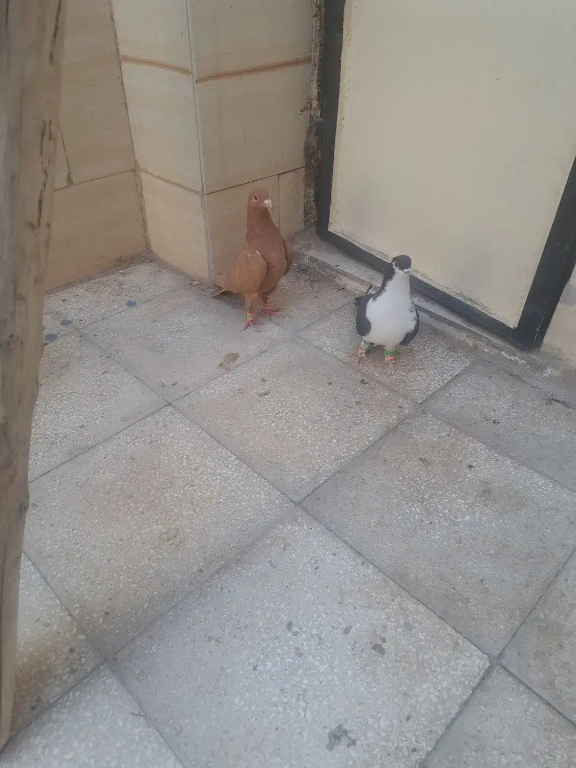 کبوتر فروشی|پرنده|سبزوار, جهاد کشاورزی|دیوار