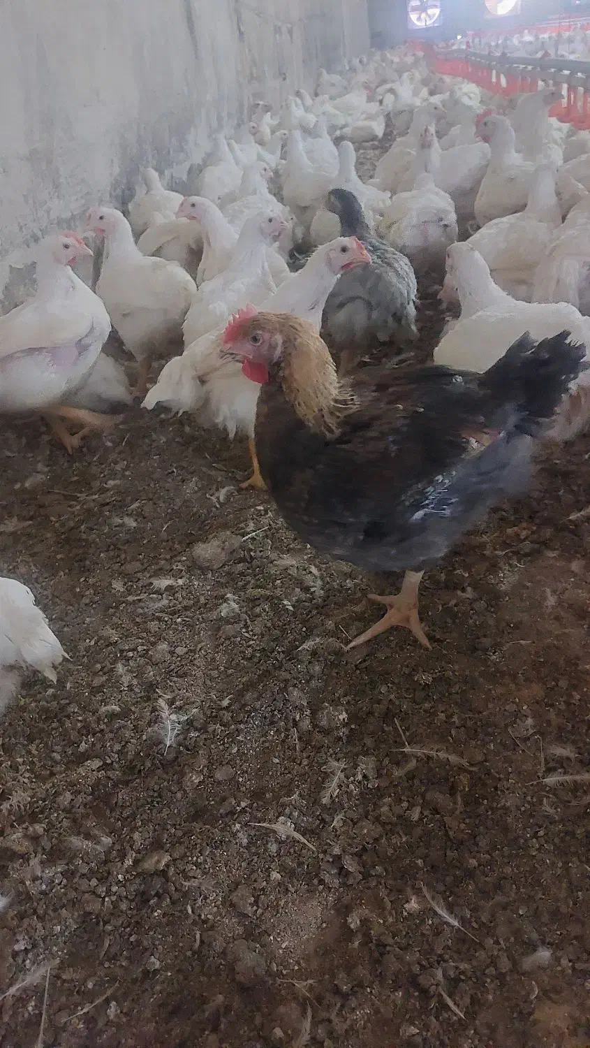 مرغداری|فروش دفتر صنعتی، کشاورزی، تجاری|جوانرود, |دیوار