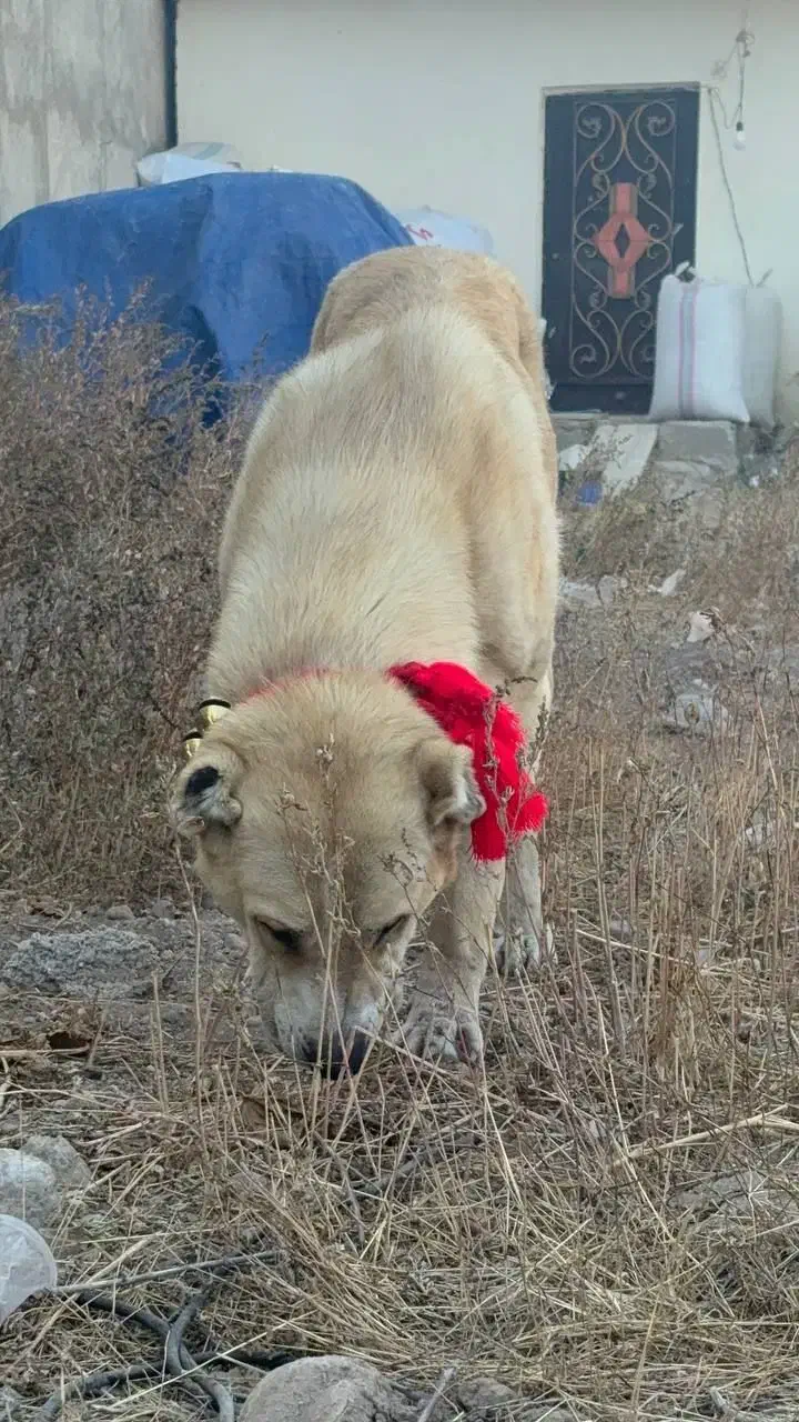 یه سگ|سگ|اردبیل, |دیوار