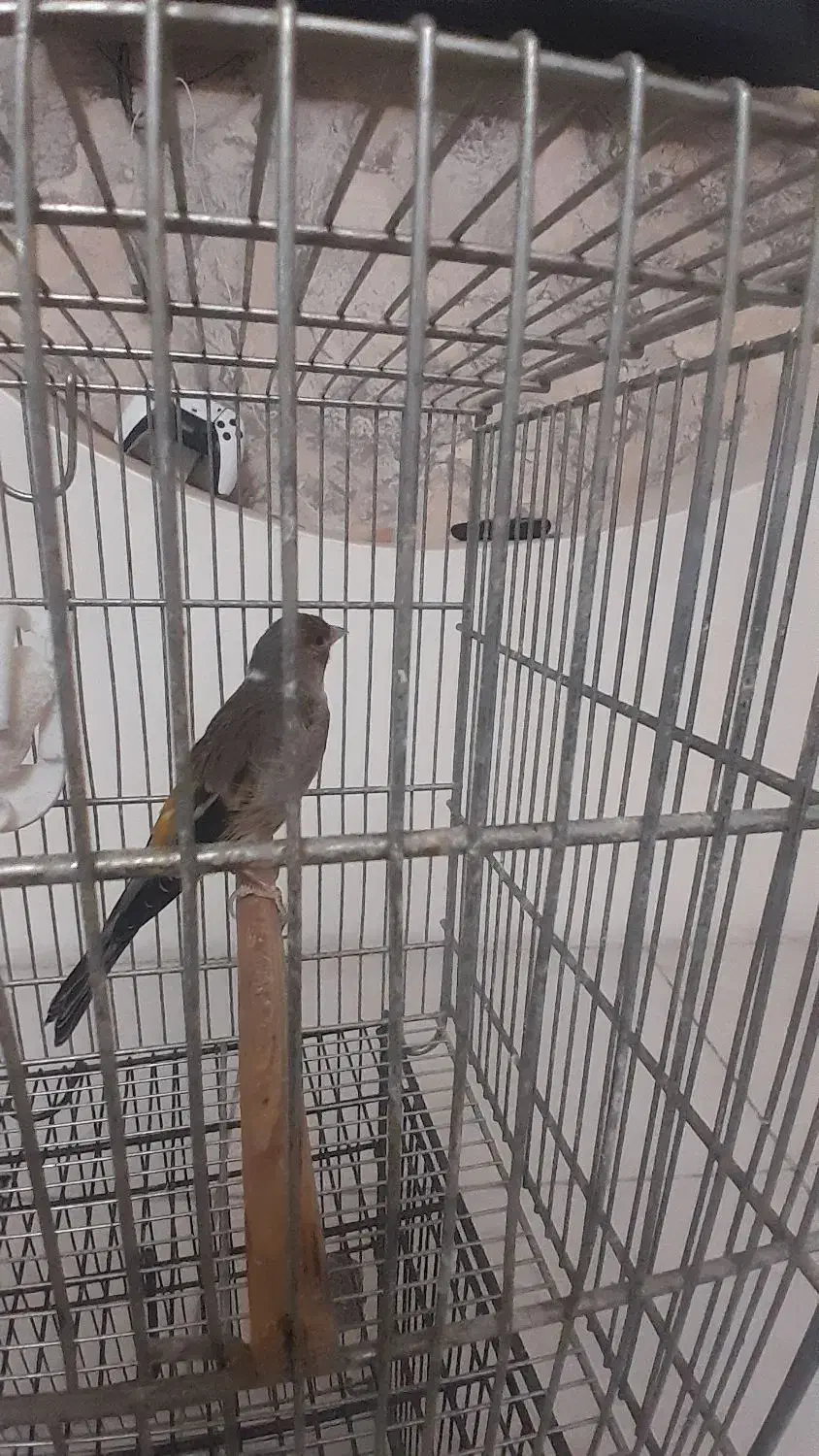 سره قناری|پرنده|تهران, بهارستان|دیوار