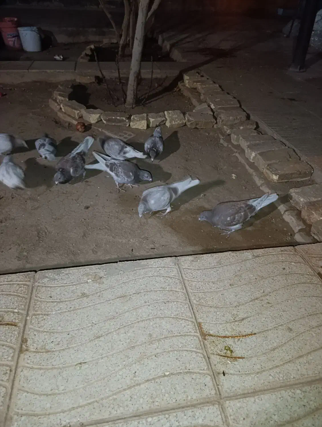 کفتر پلاکی بلژیکی|پرنده|اشکذر, |دیوار