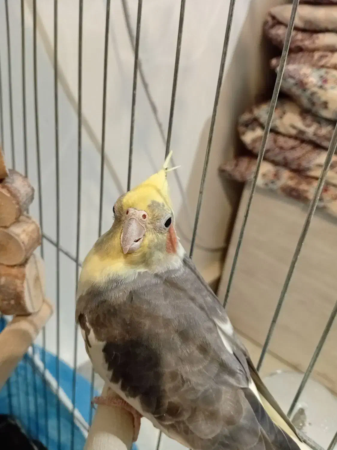 عروس هلندی|پرنده|الوند, |دیوار