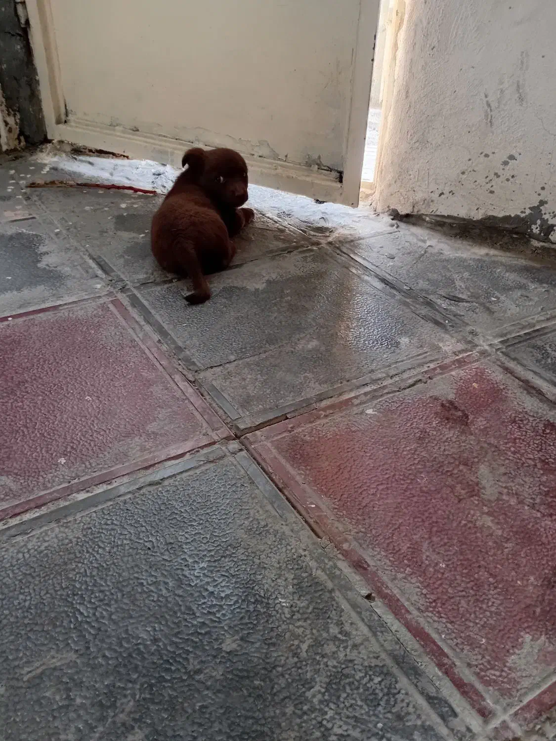 واگذاری|سگ|تربتحیدریه, باغ سلطانی|دیوار