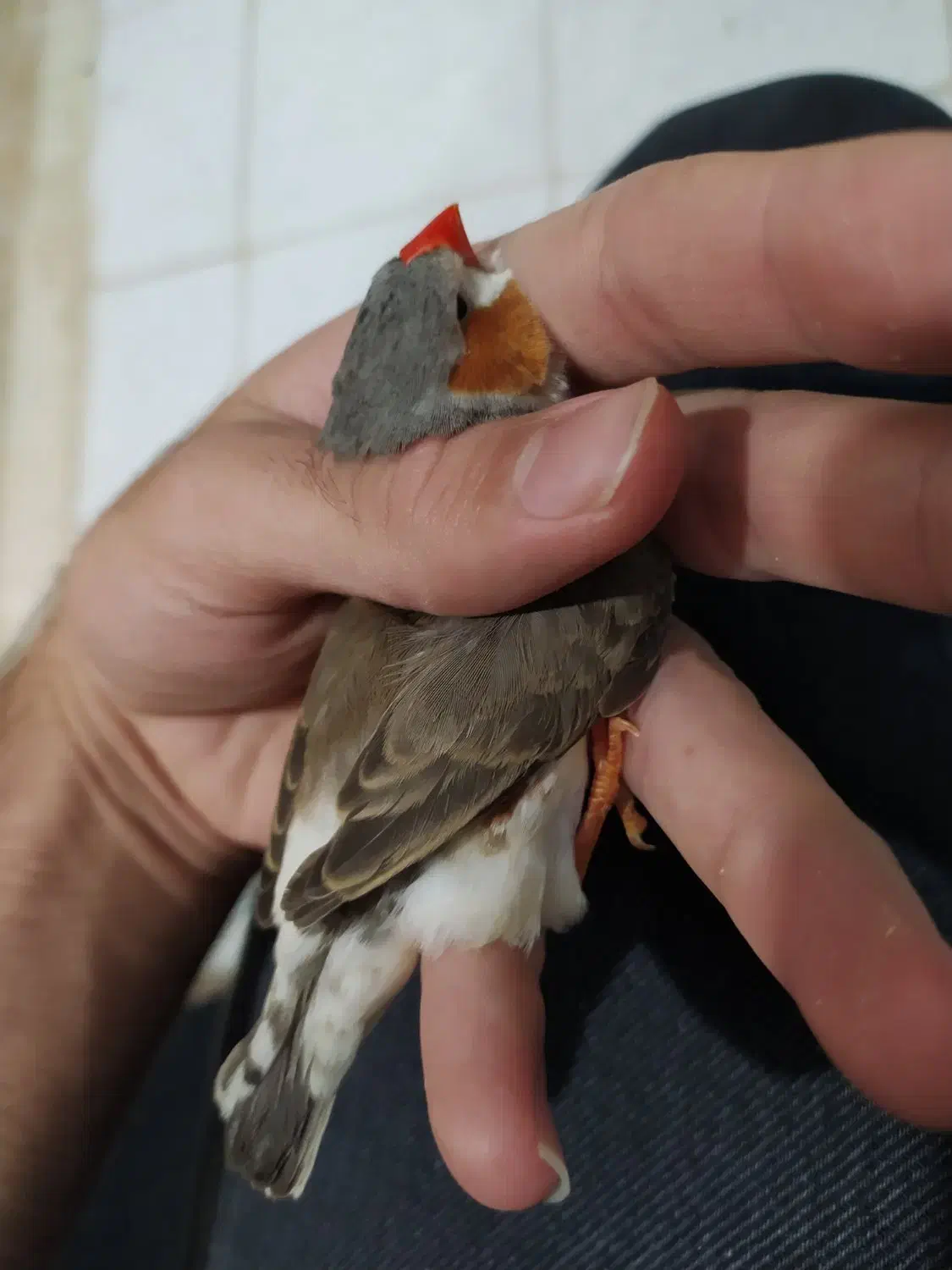 فنچ انگلیسی و پنگوئنی|پرنده|بندرعباس, |دیوار