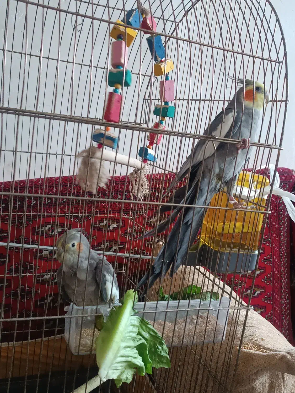 عروس هلندی با قفس و لوازم|پرنده|سبزوار, شرق کال شمالی|دیوار