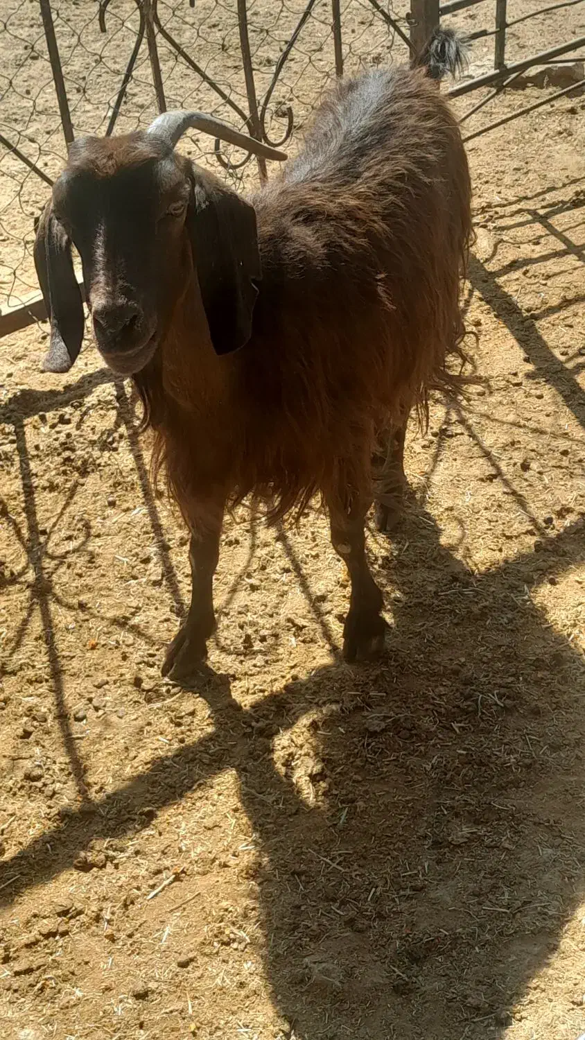 گیسه کولار چبش و بز جوان وبره سبک ۲۰کیلویی|حیوانات مزرعه|مرودشت, ده بید|دیوار