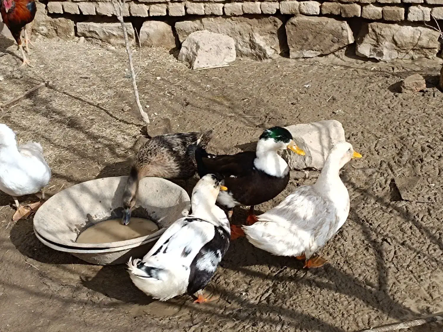 اردک گوشتی|حیوانات مزرعه|تکاب, |دیوار