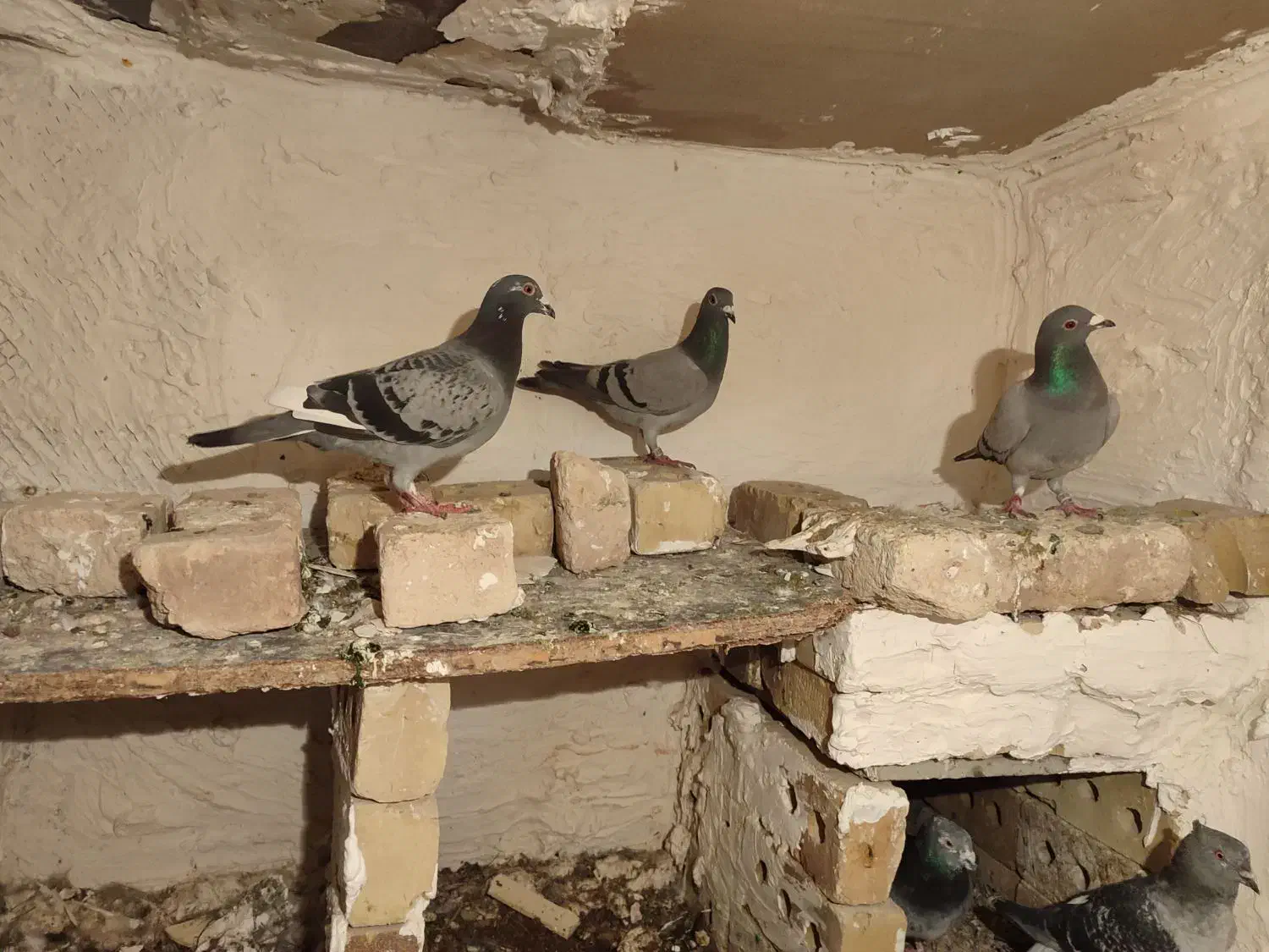 قره|پرنده|خواف, |دیوار