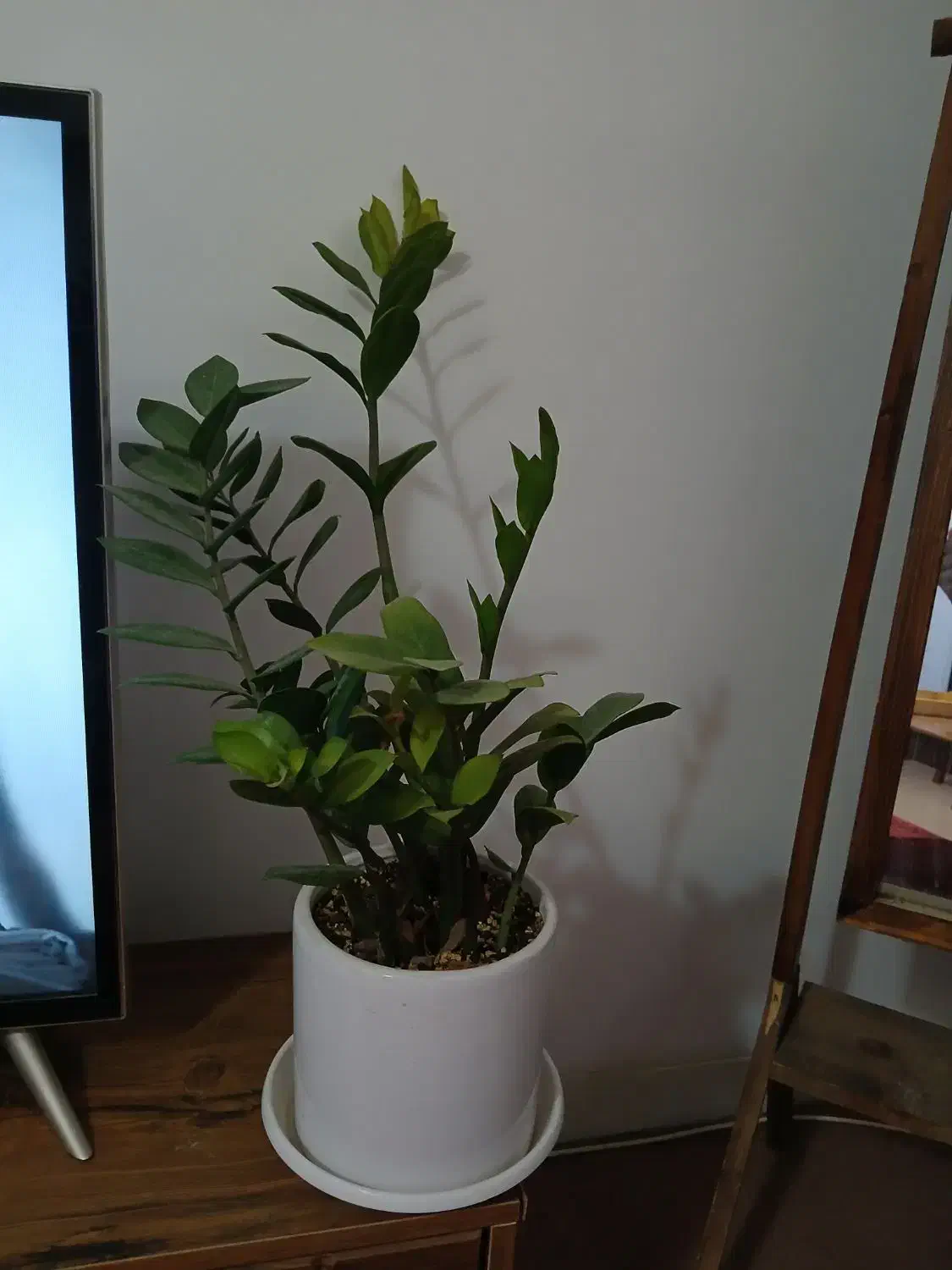 تعدادی گل و گلدان|گل و گیاه طبیعی|کرمان, |دیوار