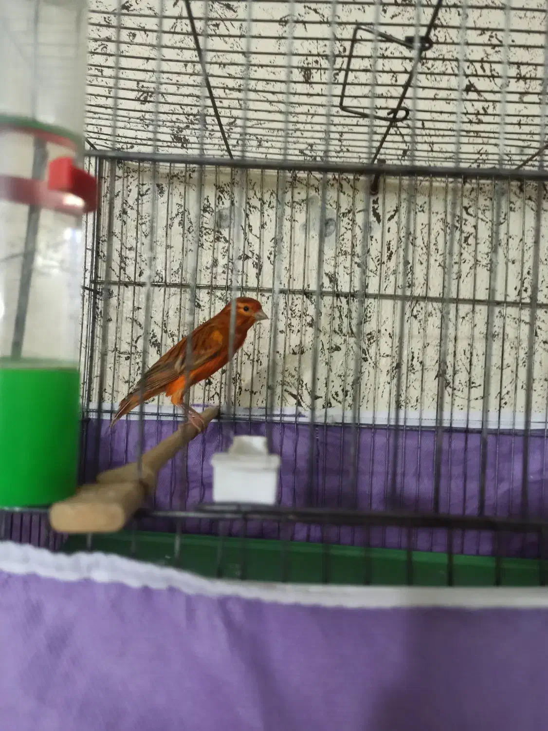 قناری سوخته ترکی|پرنده|شاهینشهر, طالقانی|دیوار