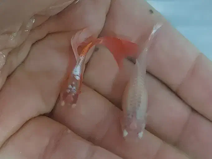 فروش ماهی گوپی به قیمت عمده|ماهی|نجفآباد, فردوسی|دیوار