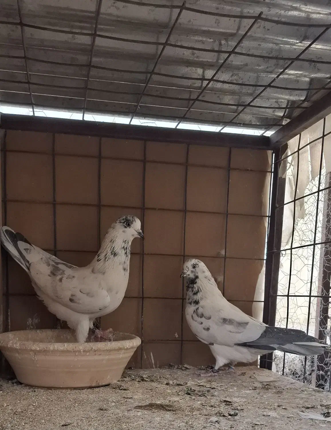 دو جفت پرشی|پرنده|بافق, |دیوار