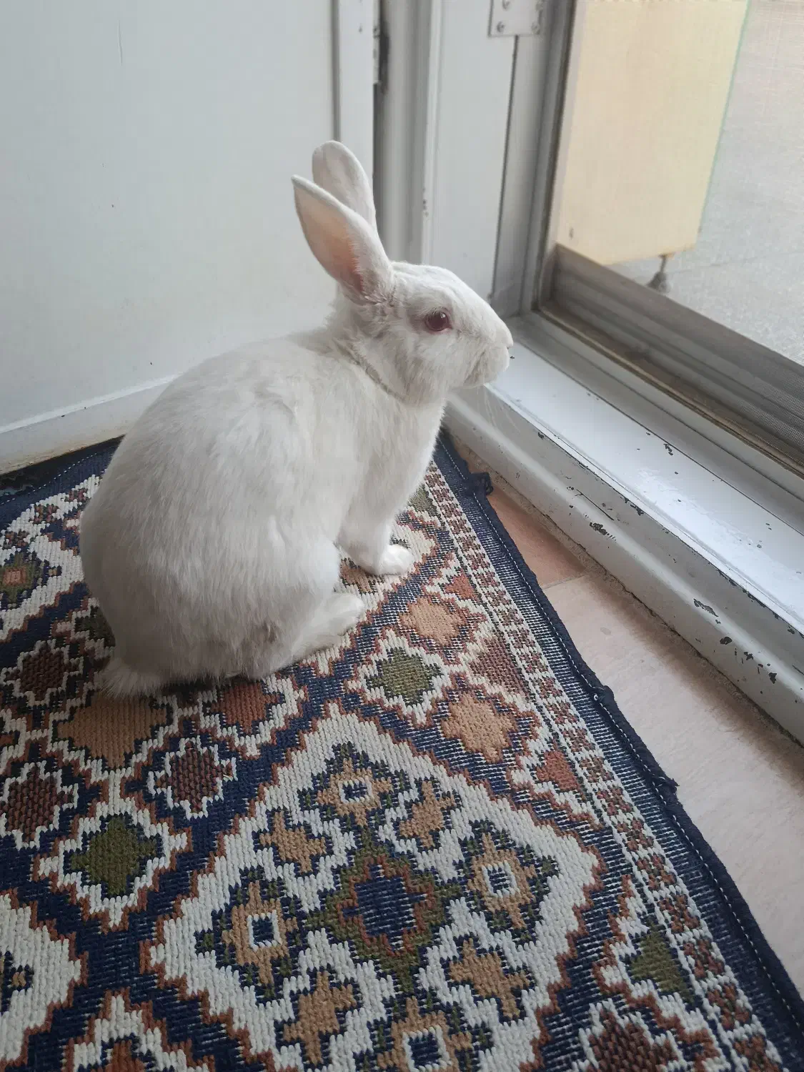 خرگوش نژاد آلبینو|موش و خرگوش|زرند, |دیوار