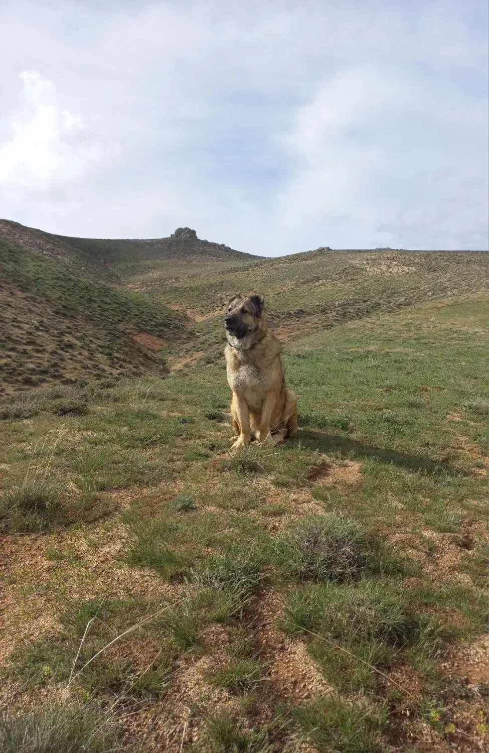 سگ سرابی ذات قدیم|سگ|بروجرد, |دیوار