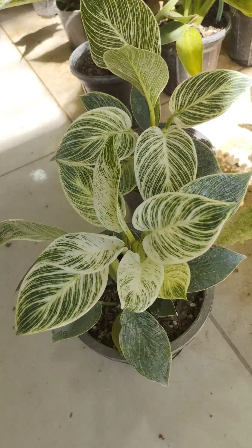 گلفروشی ژوان(کیهانشهر)|گل و گیاه طبیعی|کرمانشاه, |دیوار