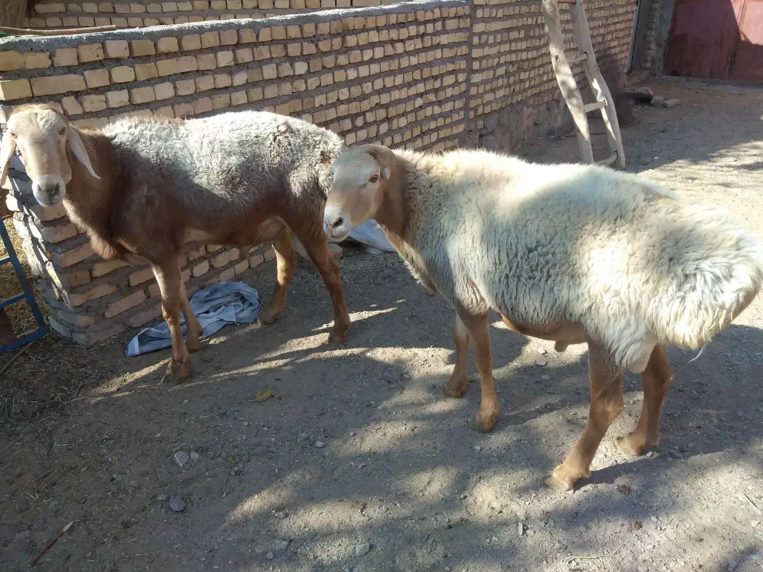 فروش دوراس قوچ چینی به زمانت پرش|حیوانات مزرعه|کوهسرخ, |دیوار