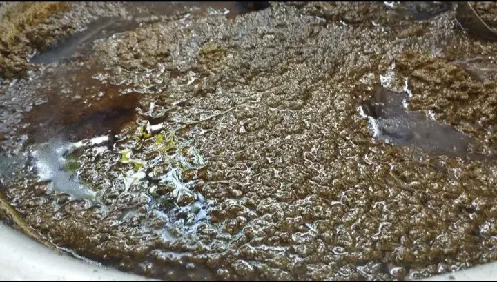 ترش واش باغ چای|خوردنی و آشامیدنی|کومله, |دیوار