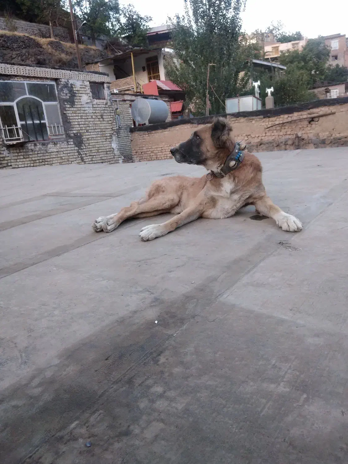 سگ سرابی و خراسانی گله ای و نگهبان|سگ|مشهد, کوی المهدی|دیوار