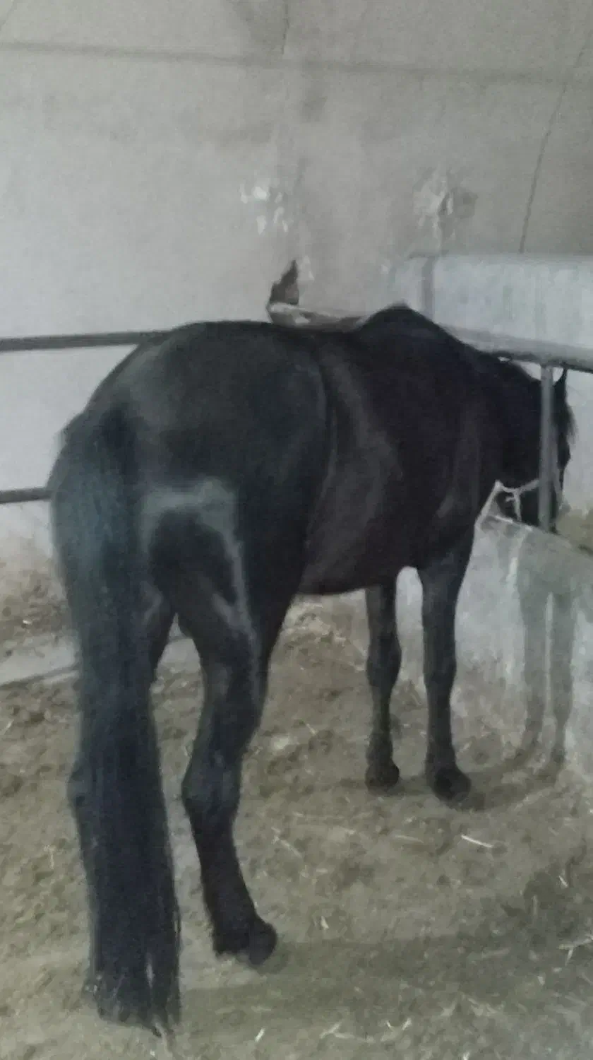 اسب نریون|اسب و تجهیزات اسب‌سواری|پاکدشت, پاکدشت (مامازند)|دیوار